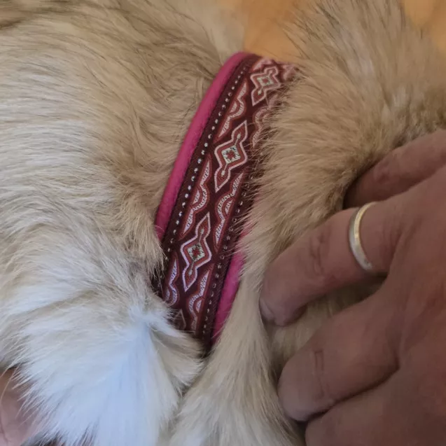Hund mit weißem Fell und handgemachtem Halsband